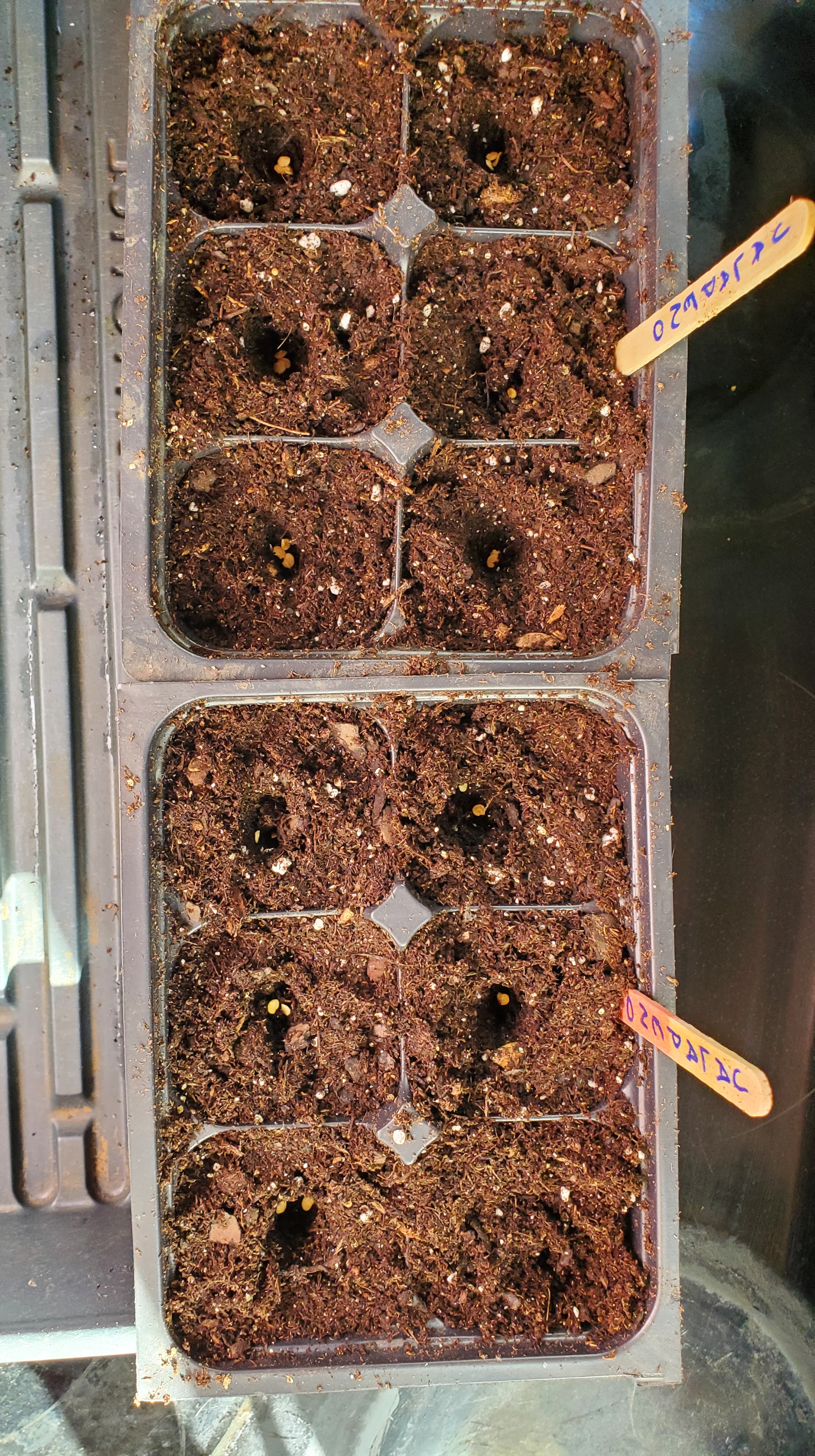 six cell tray with a few pepper seeds resting in small indents of seed starting mix
