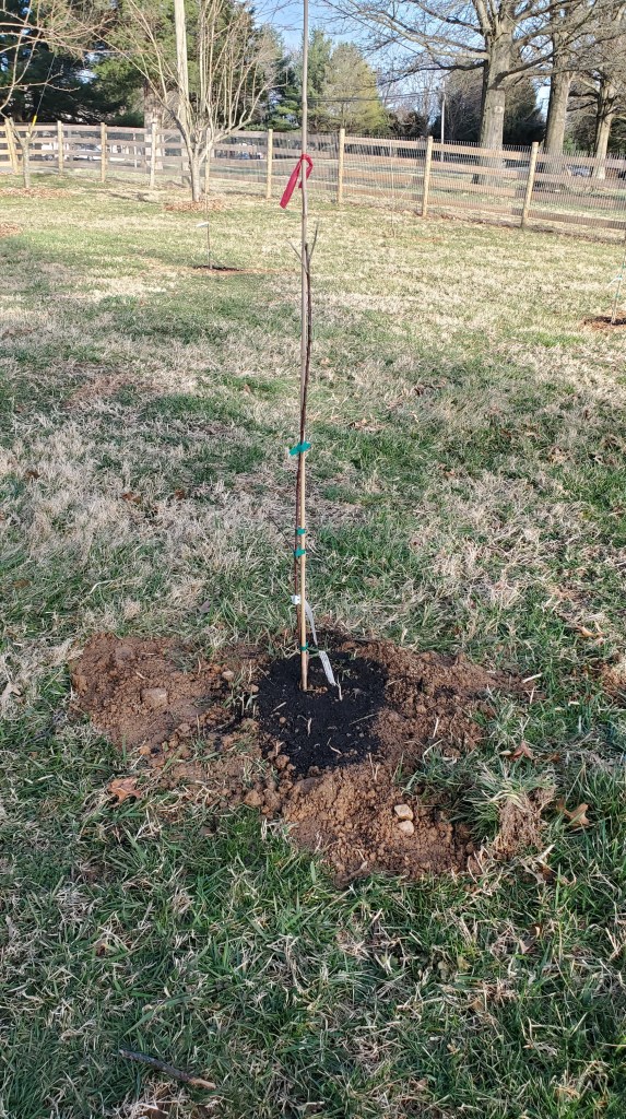 newly planted cherry tree
