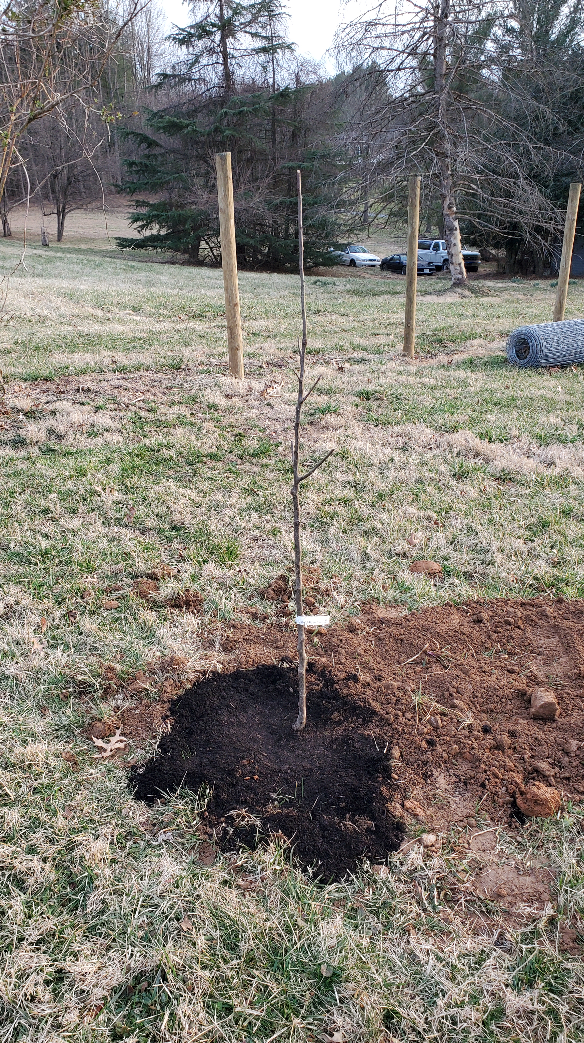 newly planted cherry tree