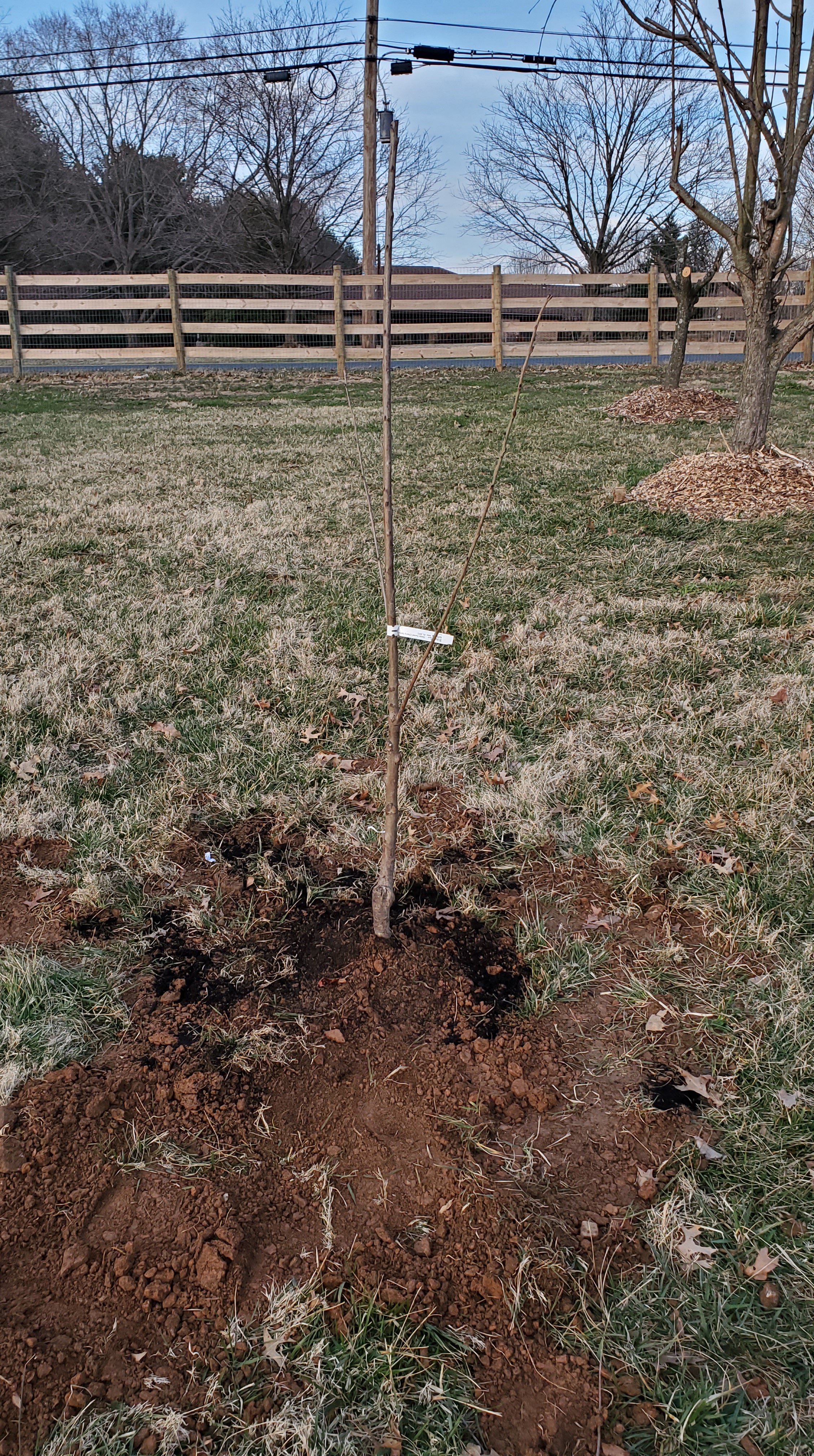 newly planted apple tree