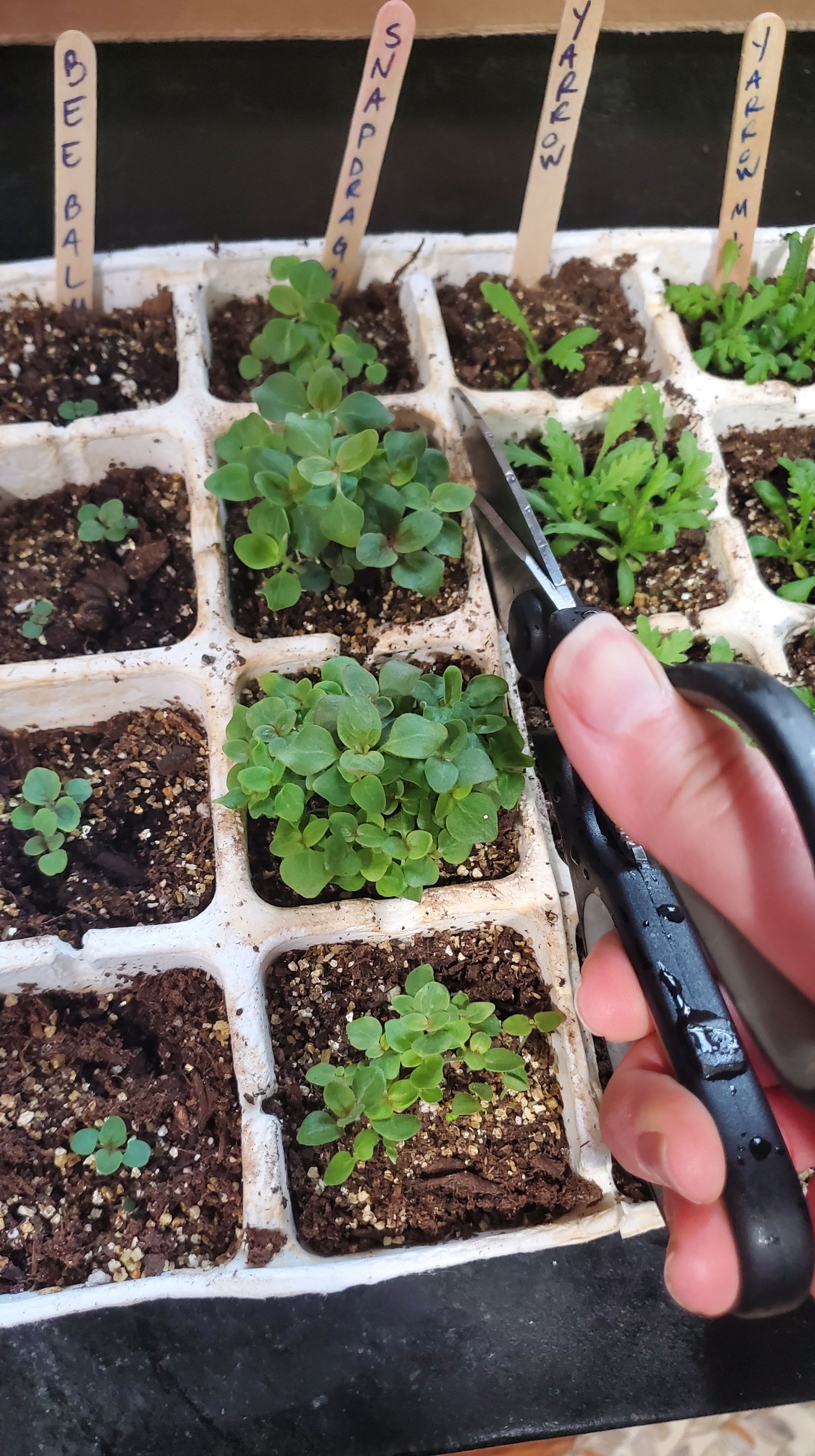 snapdragon seedlings in cardboard cells