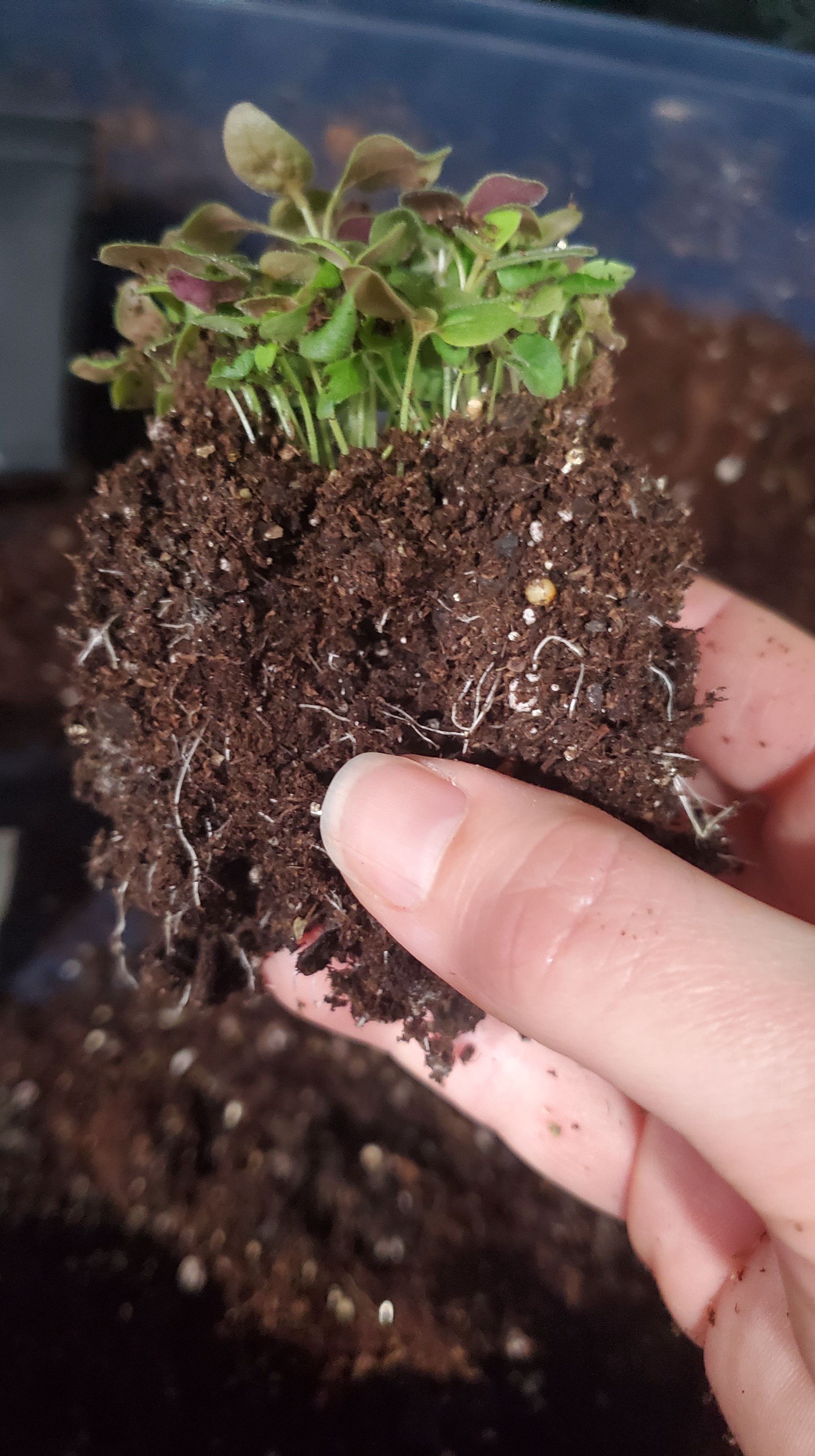 wiggling apart the root ball of the snapdragon seedlings