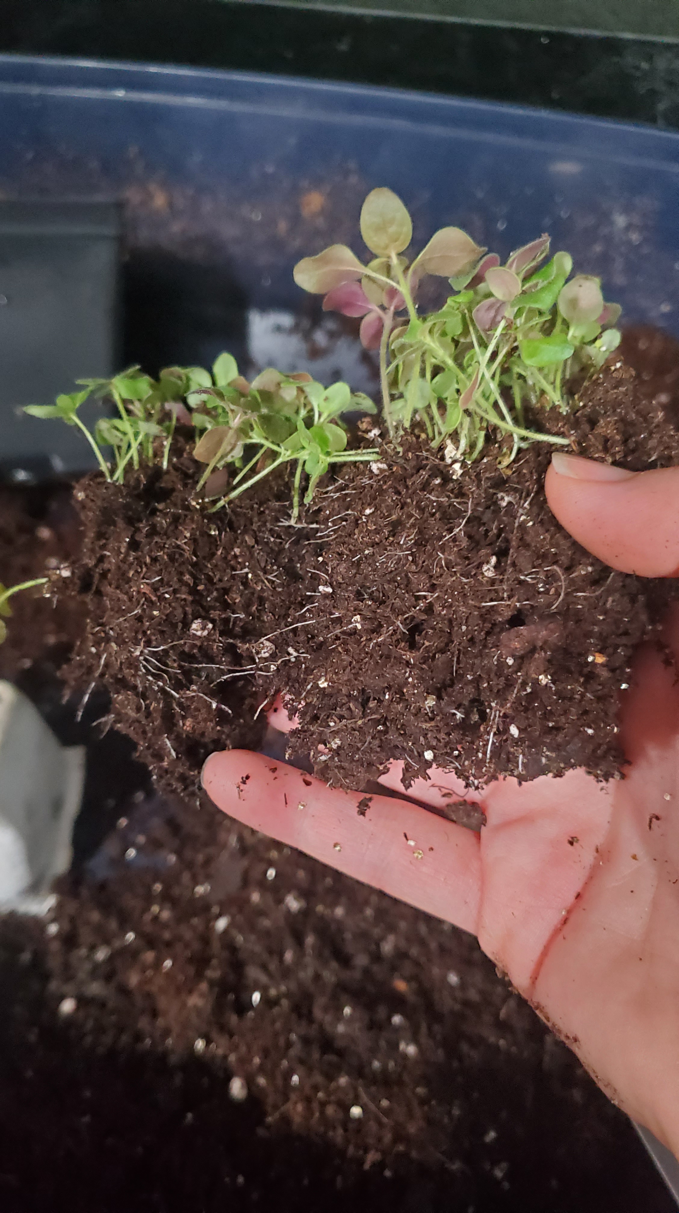 snapdragon seedling root ball successfully separated into two seedlings