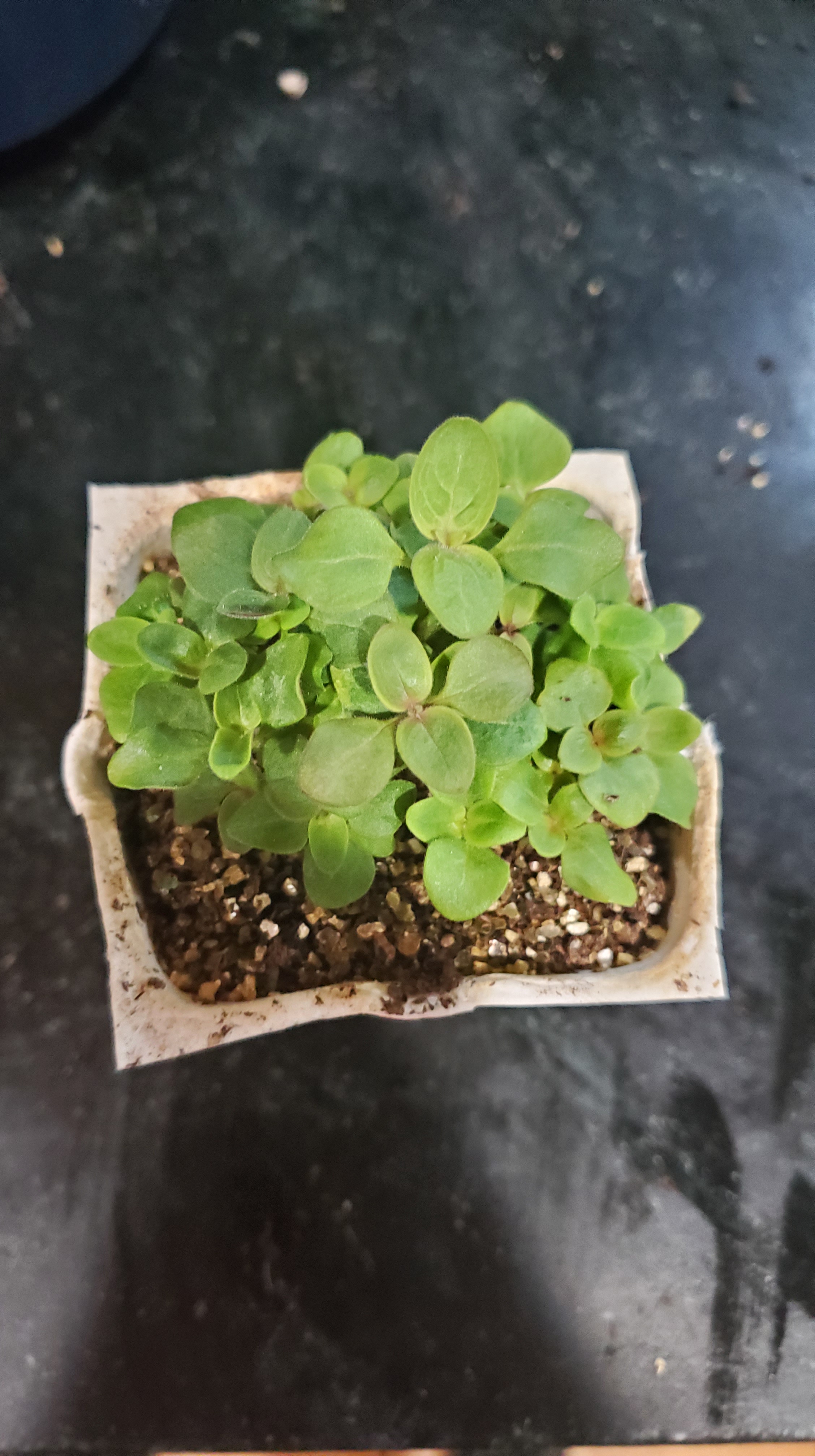 one cell of snapdragon seedlings