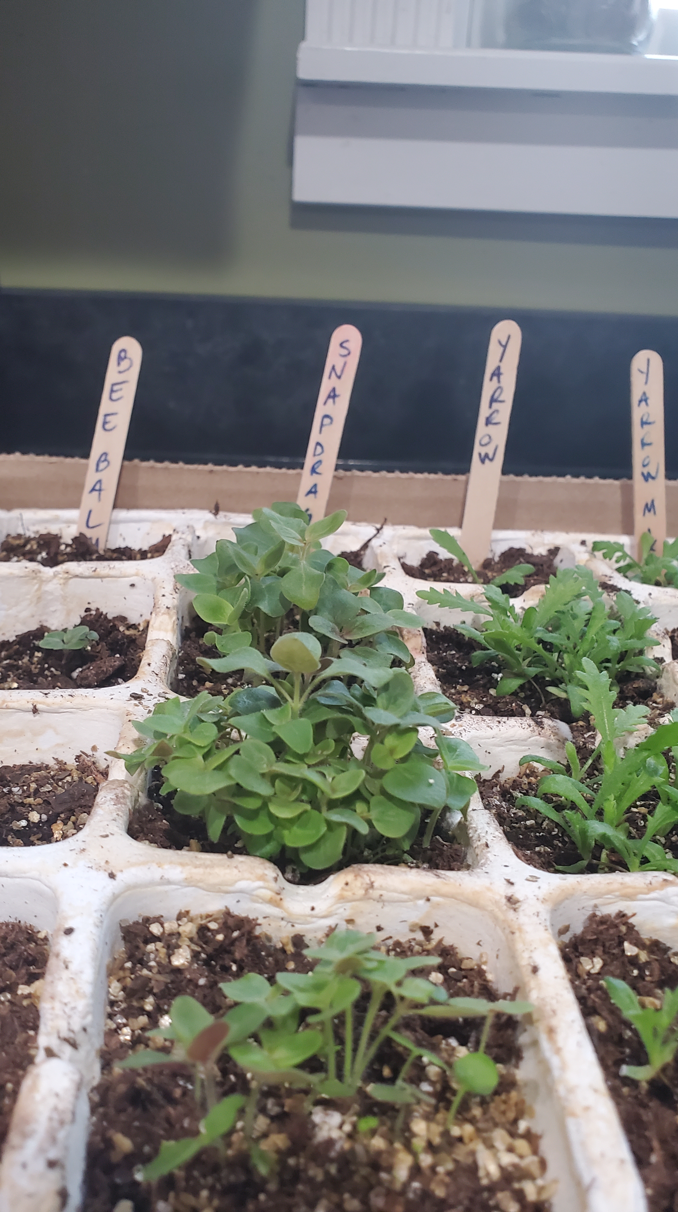 snapdragon seedlings started in cardboard cells