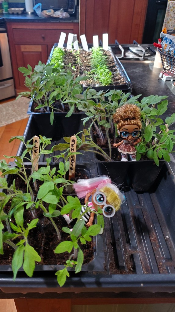 tomato seedlings that are damaged by gnats