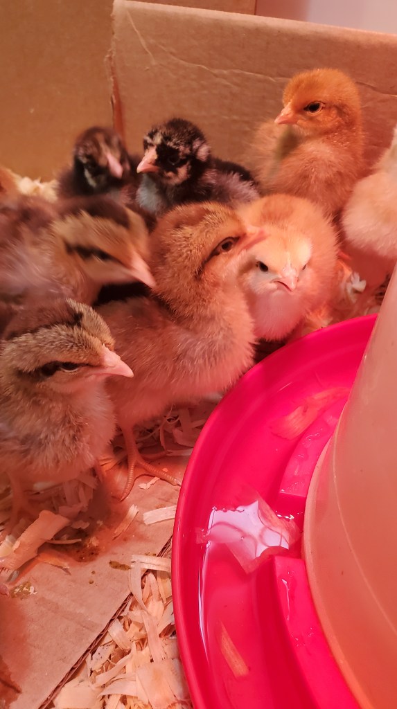 baby chicks drinking water
