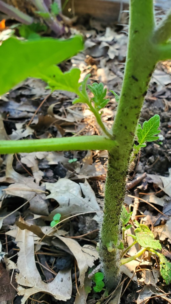 trim the suckers to save your tomatoes
