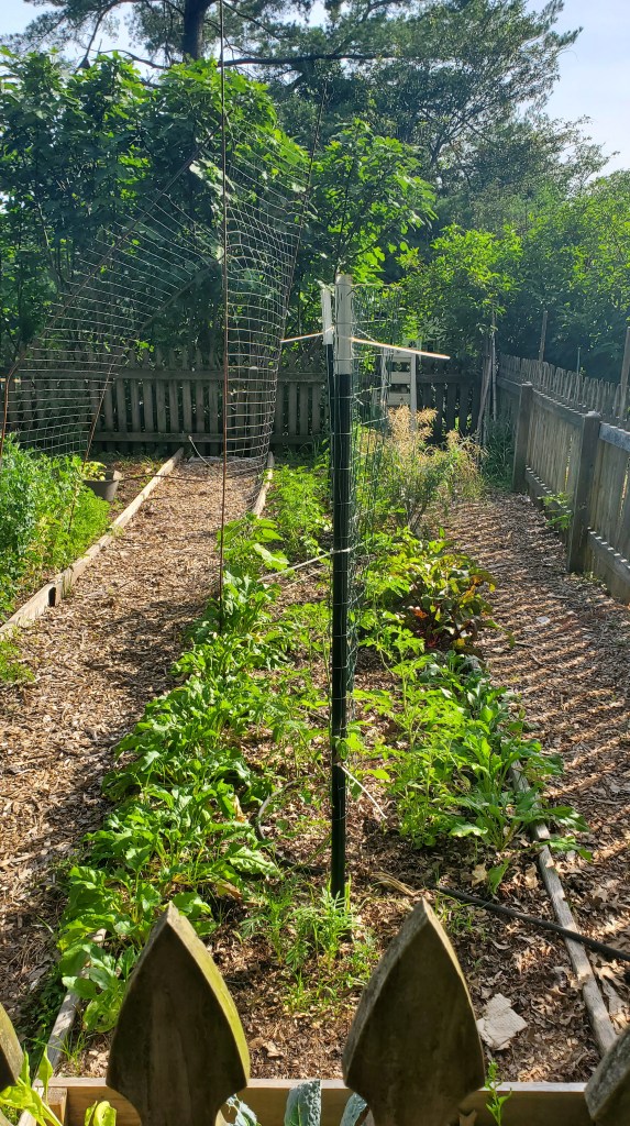 cover your soil and water from the ground for tomato success