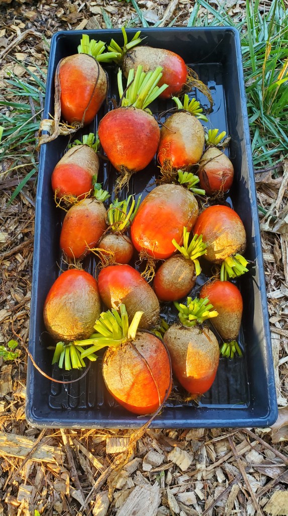 17 golden beets in a bin