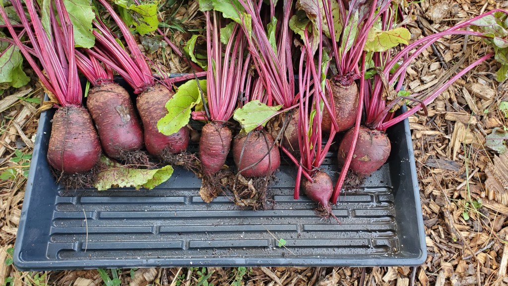 9 ruby beets in a bin