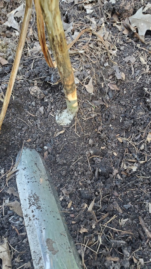 carefully dig around to loosen the garlic roots