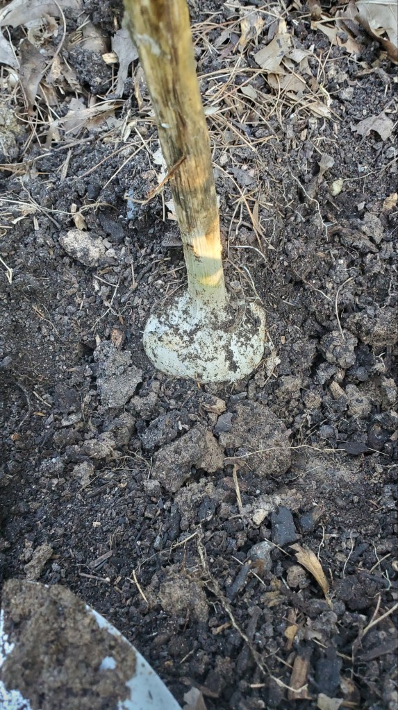 carefully dig around to loosen the garlic roots