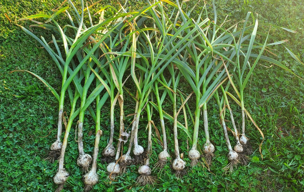 17 garlic bulbs harvested in the grass