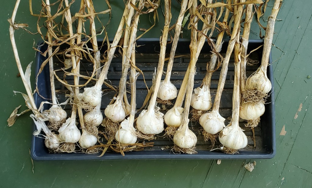 17 garlic bulbs curing in a bin on the front porch