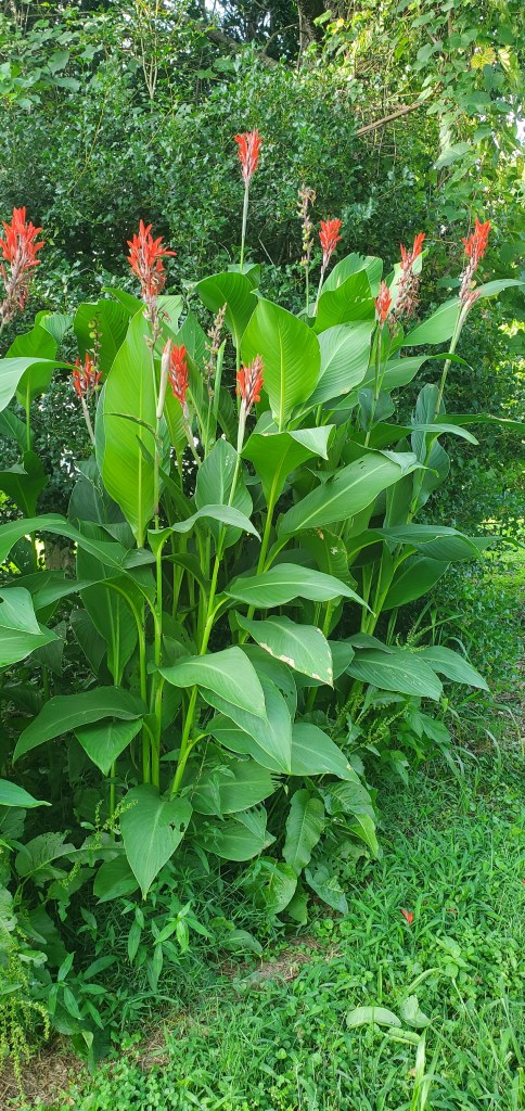 flowers that attract hummingbirds