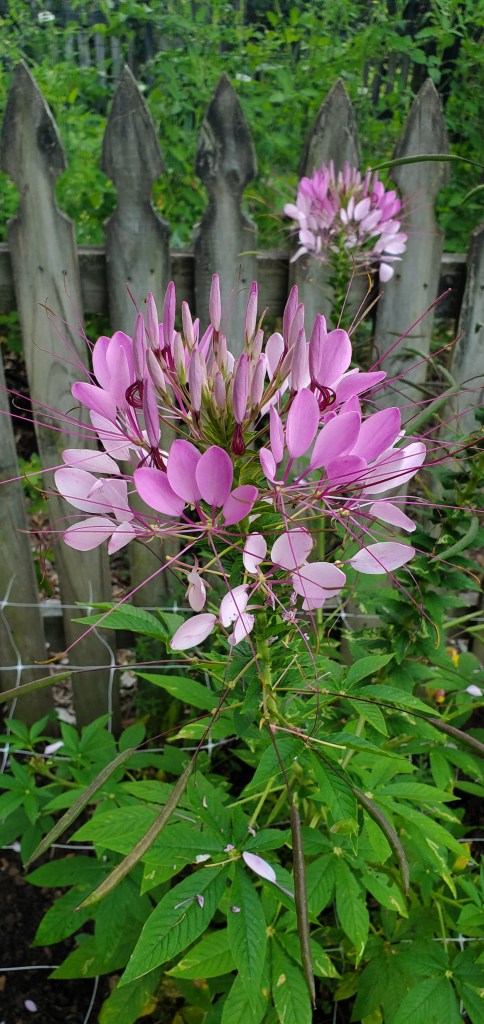 flowers that attract hummingbirds