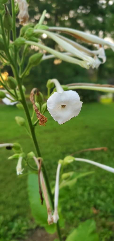 flowers that attract hummingbirds
