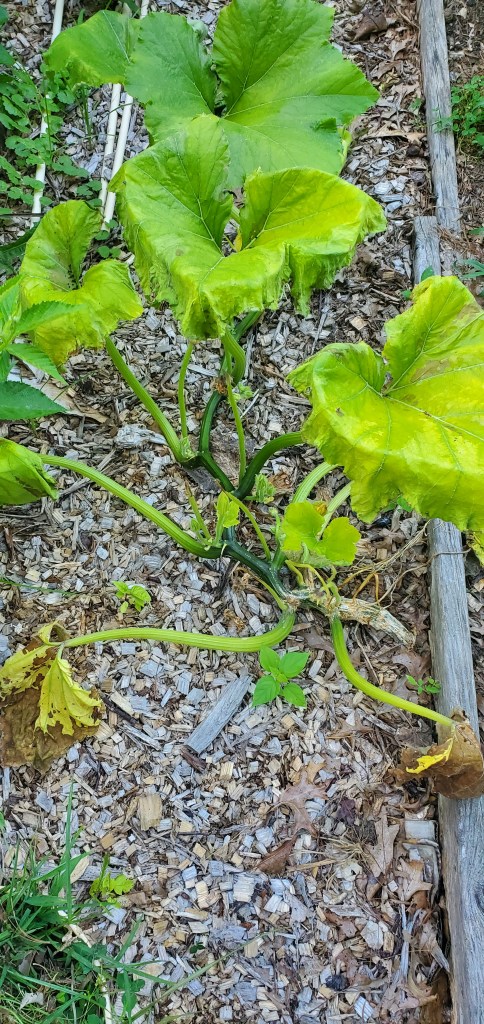 Zucchini plant wilting due to squash vine borer attack