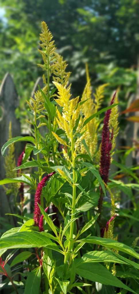 plume celosia