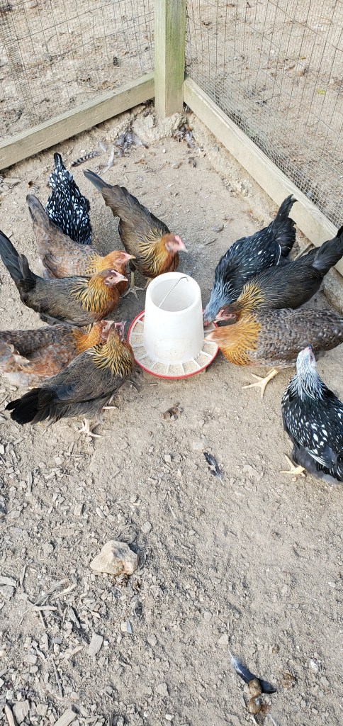 the young blood flock