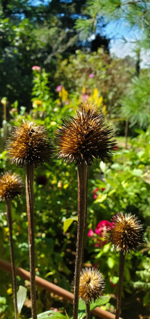 cone flower seed head