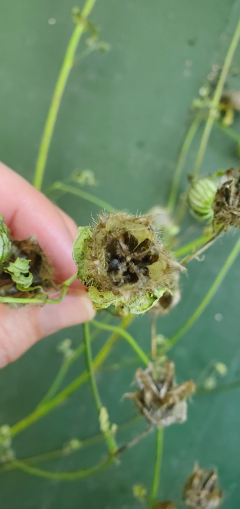 poppy flower seed head
