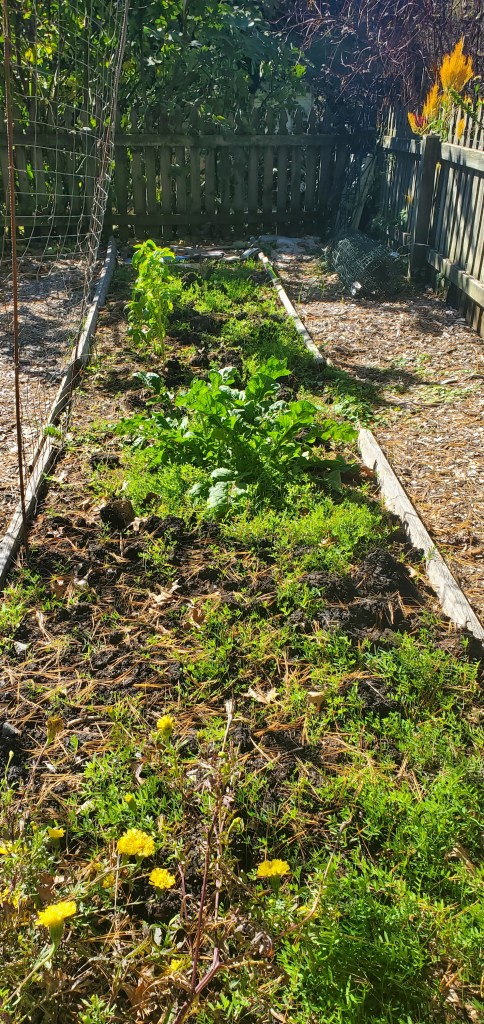 hairy vetch cover crop