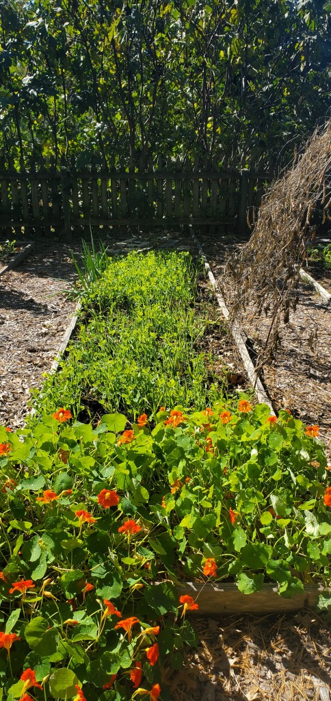 oats and peas cover crop mix