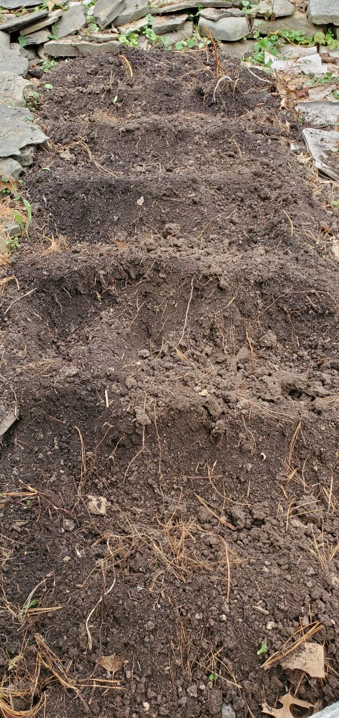 three foot by 10 foot garden bed mid preparation for planting with 8 rows made for garlic gloves