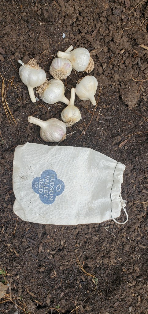 cloth bag of German Extra Hardy Garlic from Hudson Valley Seed Co with 7 bulbs