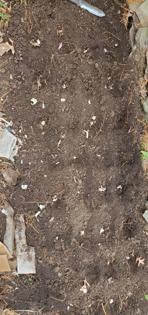 three foot by ten foot bed planted with 8 rows of 4 cloves each