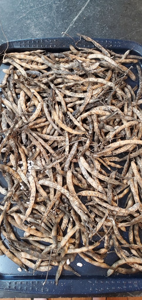 tray of Silver Cloud Cannellini Beans unshelled