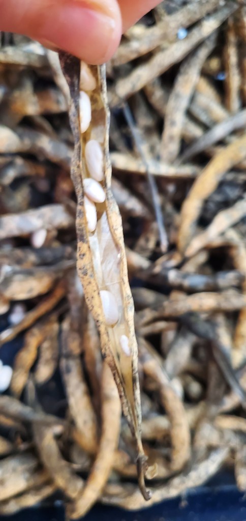 a dry pod of Silver Cloud Cannellini Beans