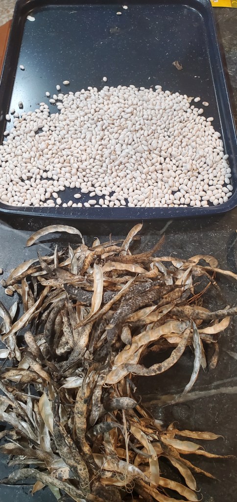 tray of Silver Cloud Cannellini Beans and shells