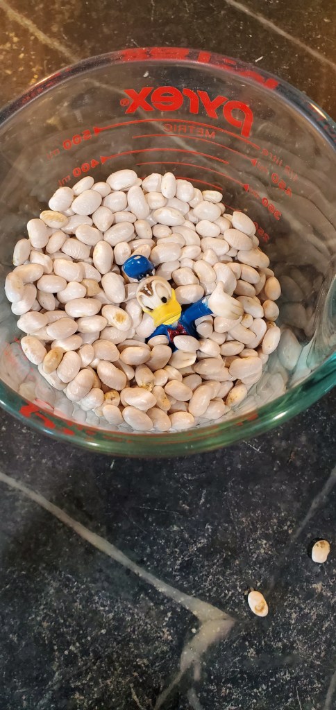 surprise visitor in my cup of dry beans