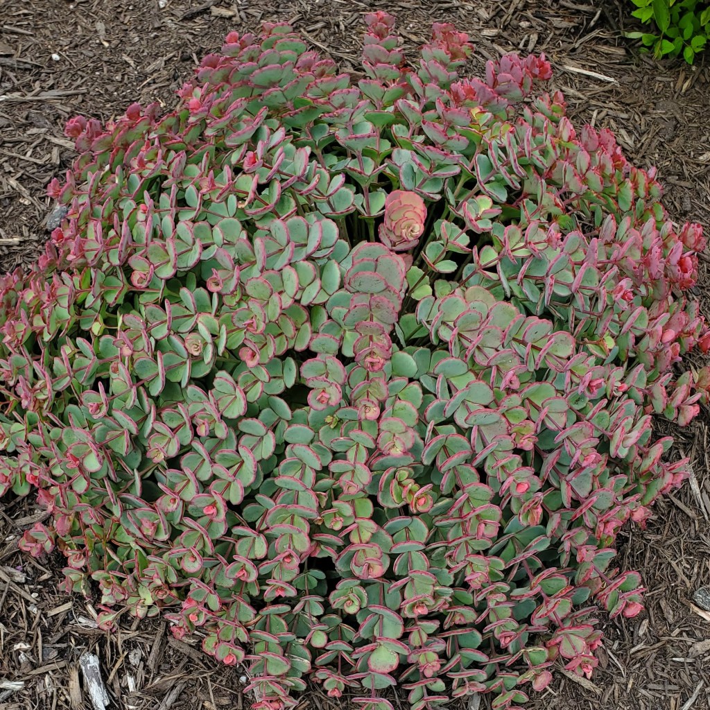 green and pink open succulent