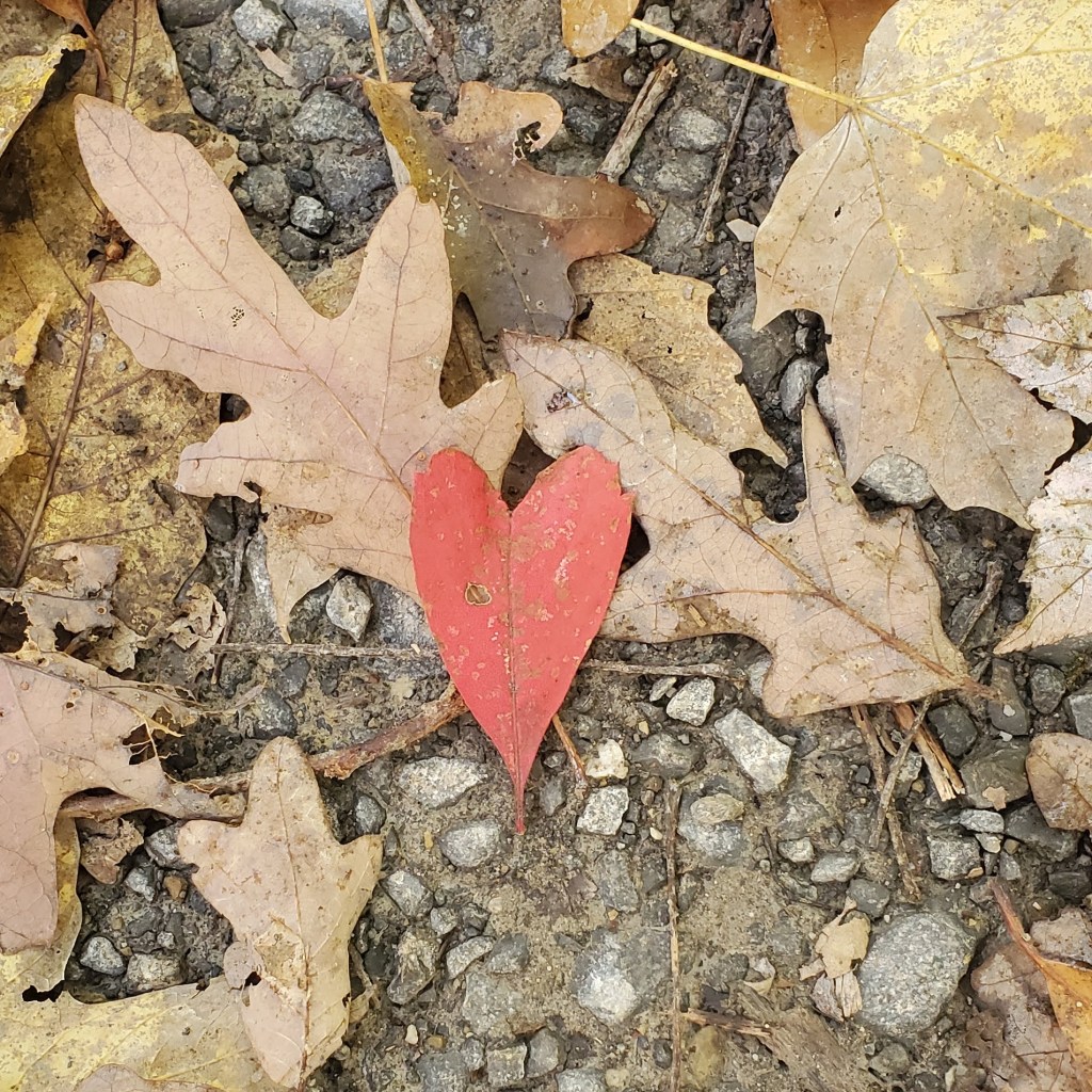 open red heart leaf among fallen leaves