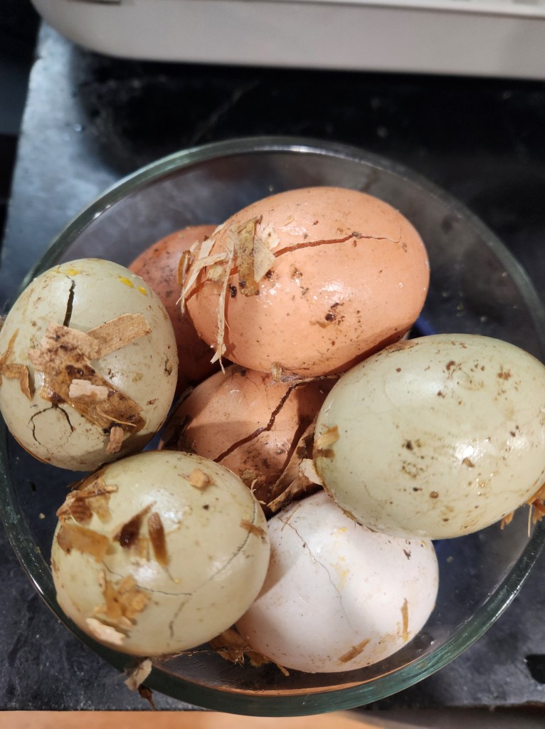 eight multi-colored eggs cracked from freezing during the bomb cyclone December 2022