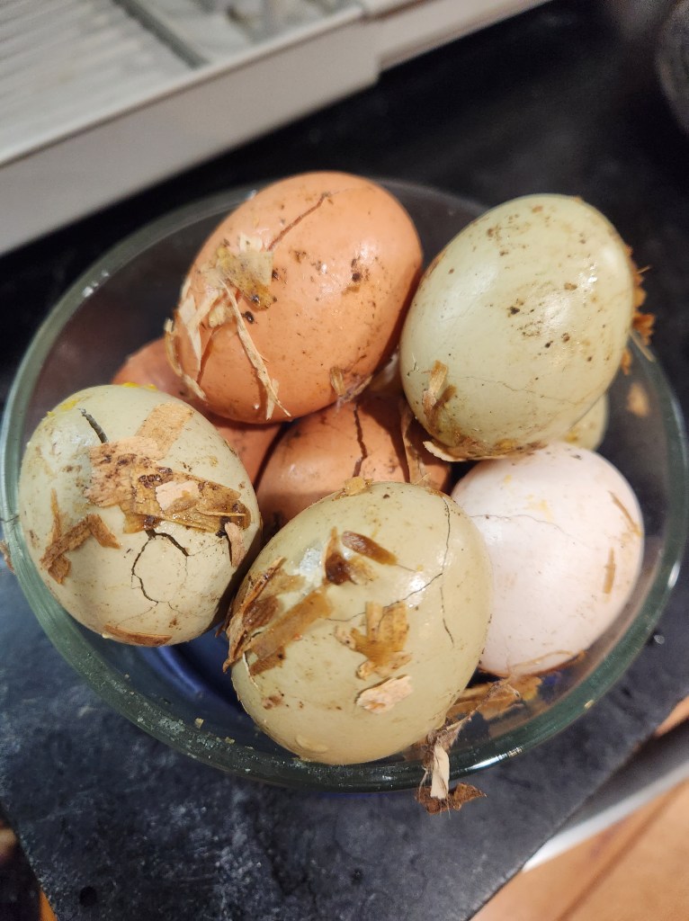 eight multi-colored eggs cracked from freezing during the bomb cyclone December 2022
