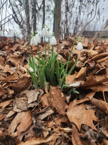 white fritillaria sprouting in January surrounded by brown leaves