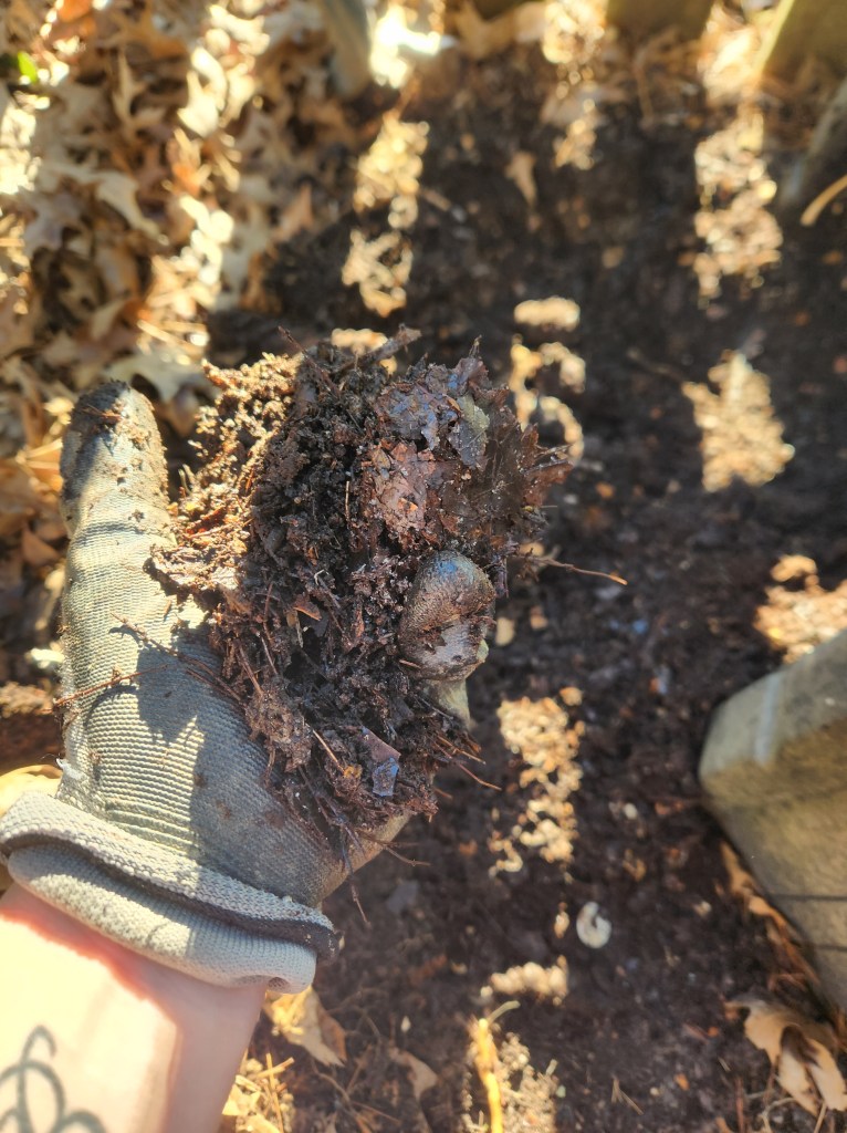gloved hand holding rich compost
