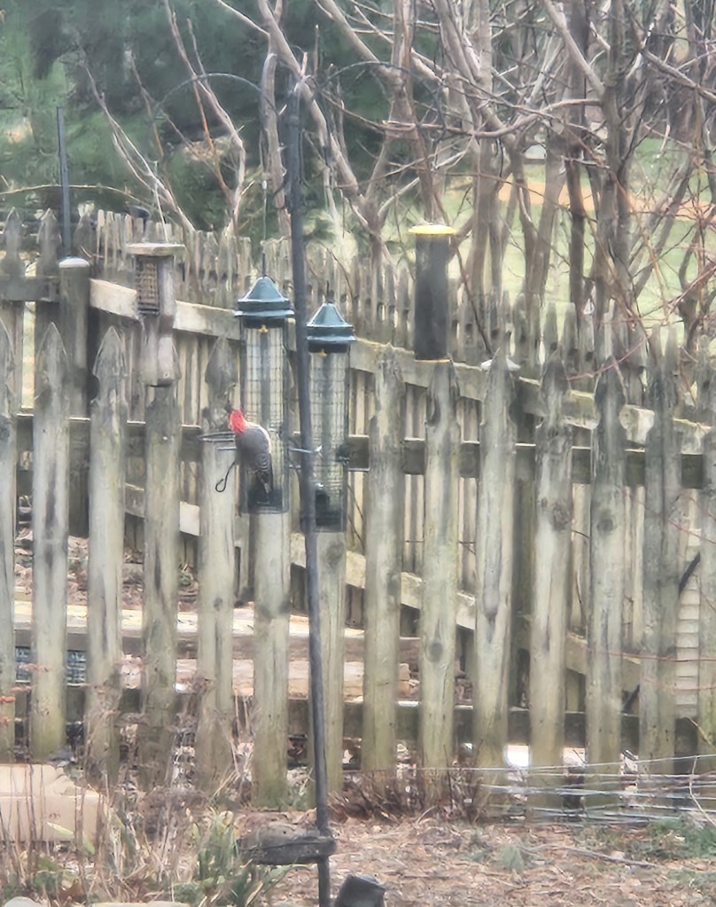 pileated woodpecker at bird feeder