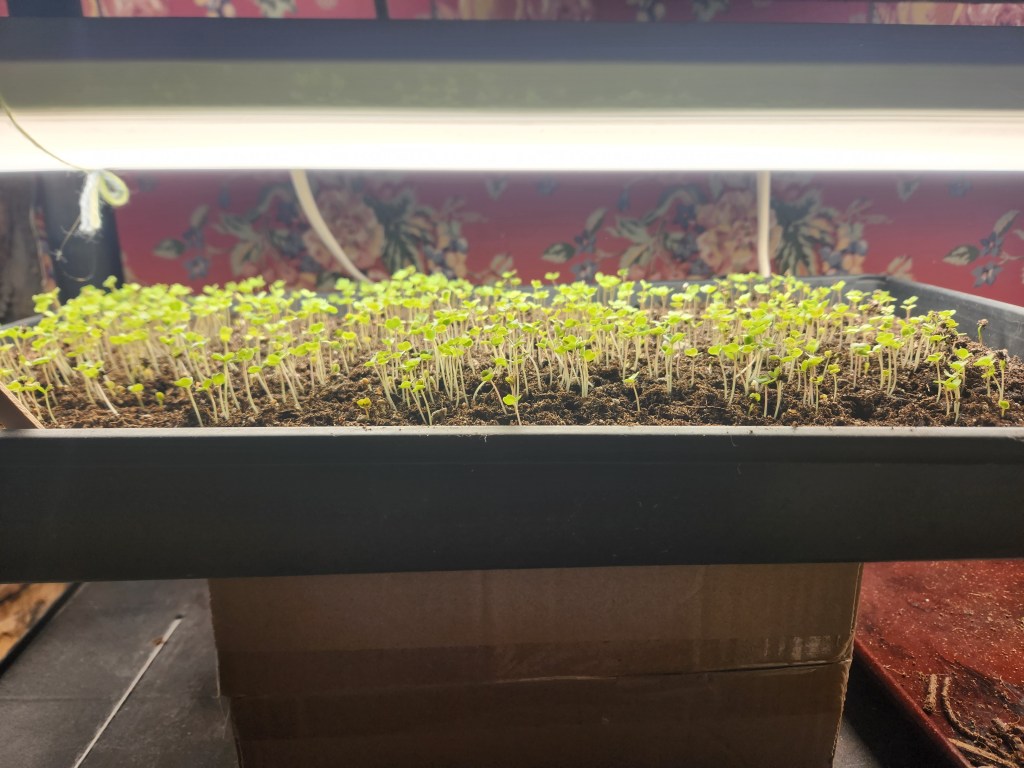Tray of microgreens under grow lights 6 days old