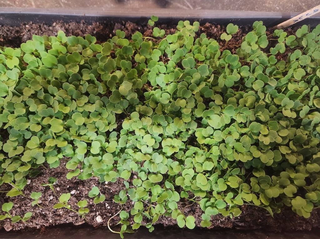 Tray of microgreens that are 10 days old