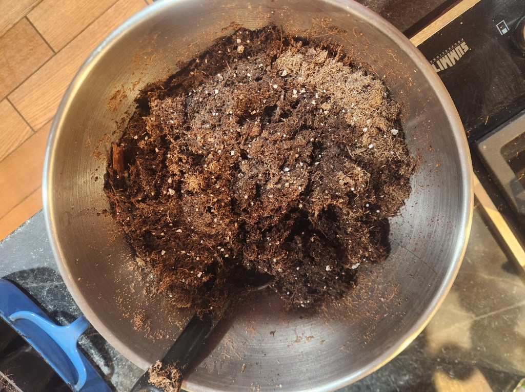 boil of seed starting mix with boiling water added