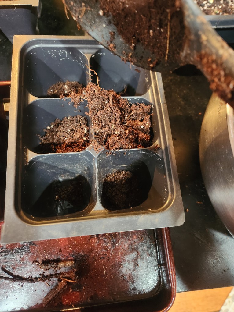 Adding Seed starting mix to plastic cell trays with a large kitchen spoon