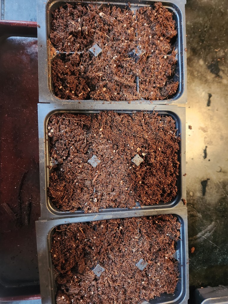 Three Seed starting 6-pack trays filled with soilless mix