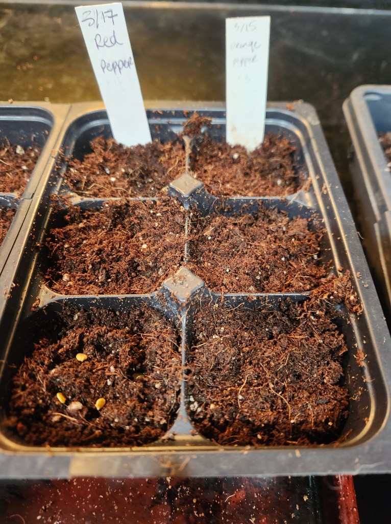 6 pack with soilless mix and seeds planted