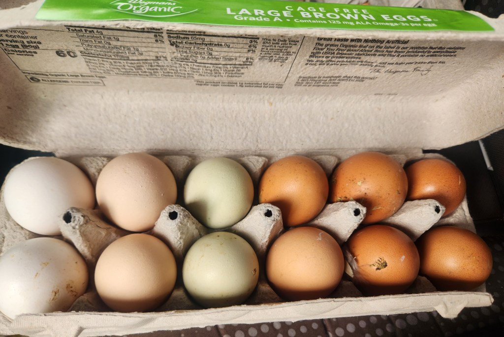 dozen eggs fading from white to cream to green to light brown to dark brown